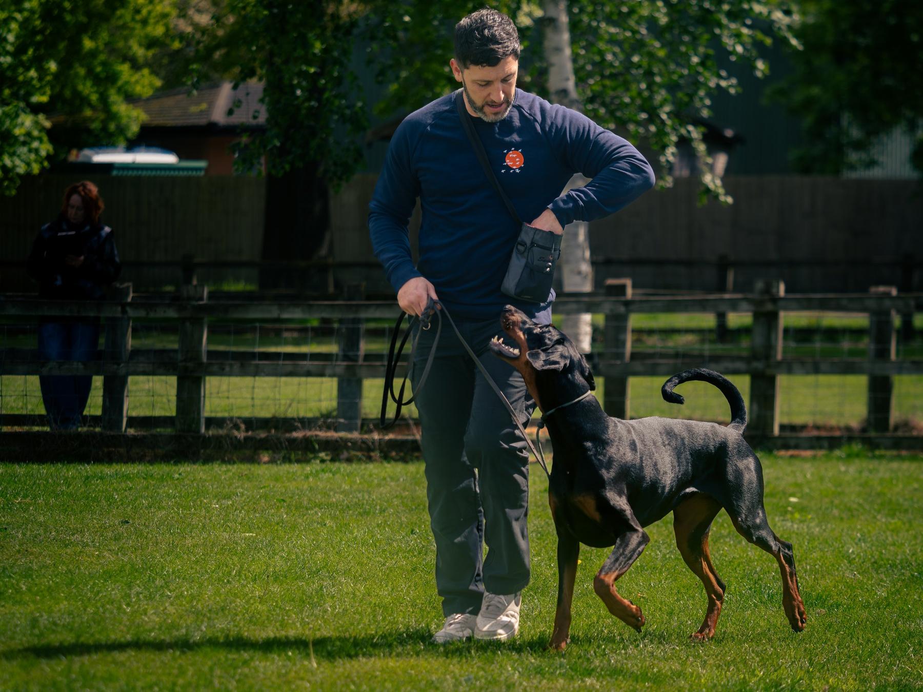 Ryan practising heelwork with a Doberman, the dog looking up at him