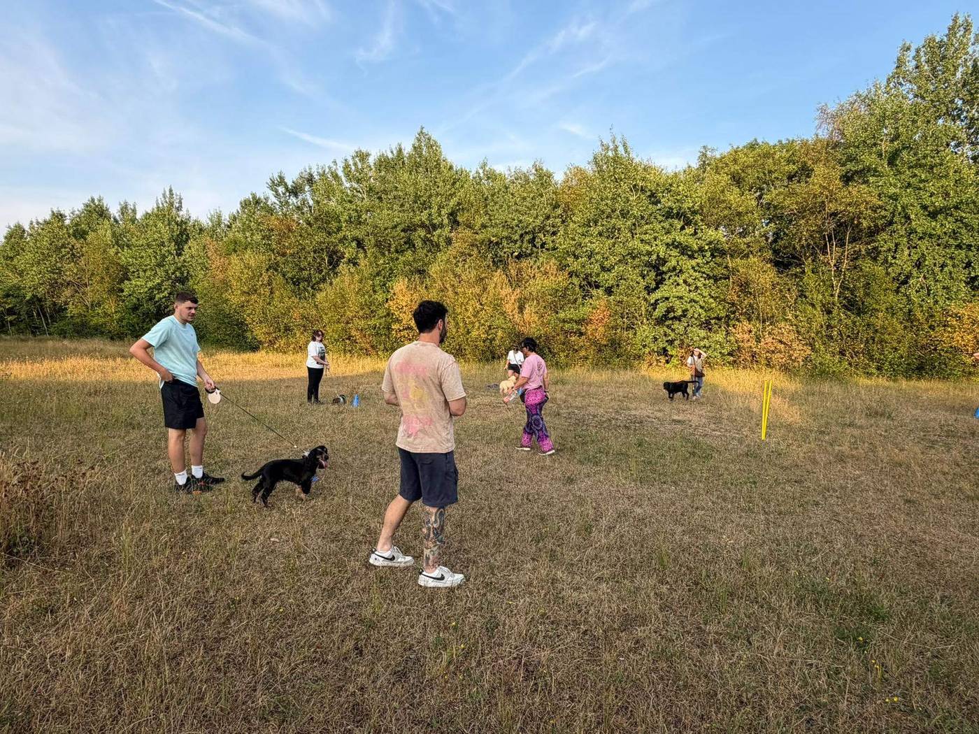 Owners and dogs practising together in a field on a sunny evening