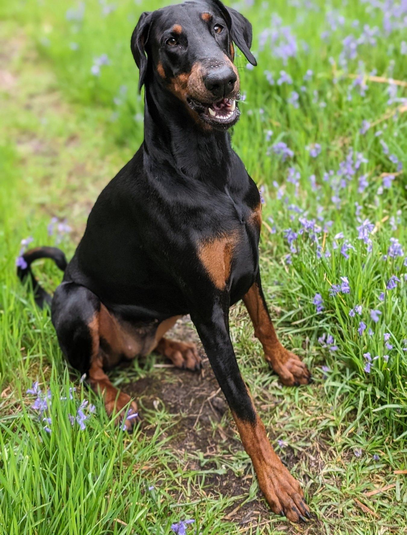 Lana, Ryan's Doberman, sitting among bluebells in the woods